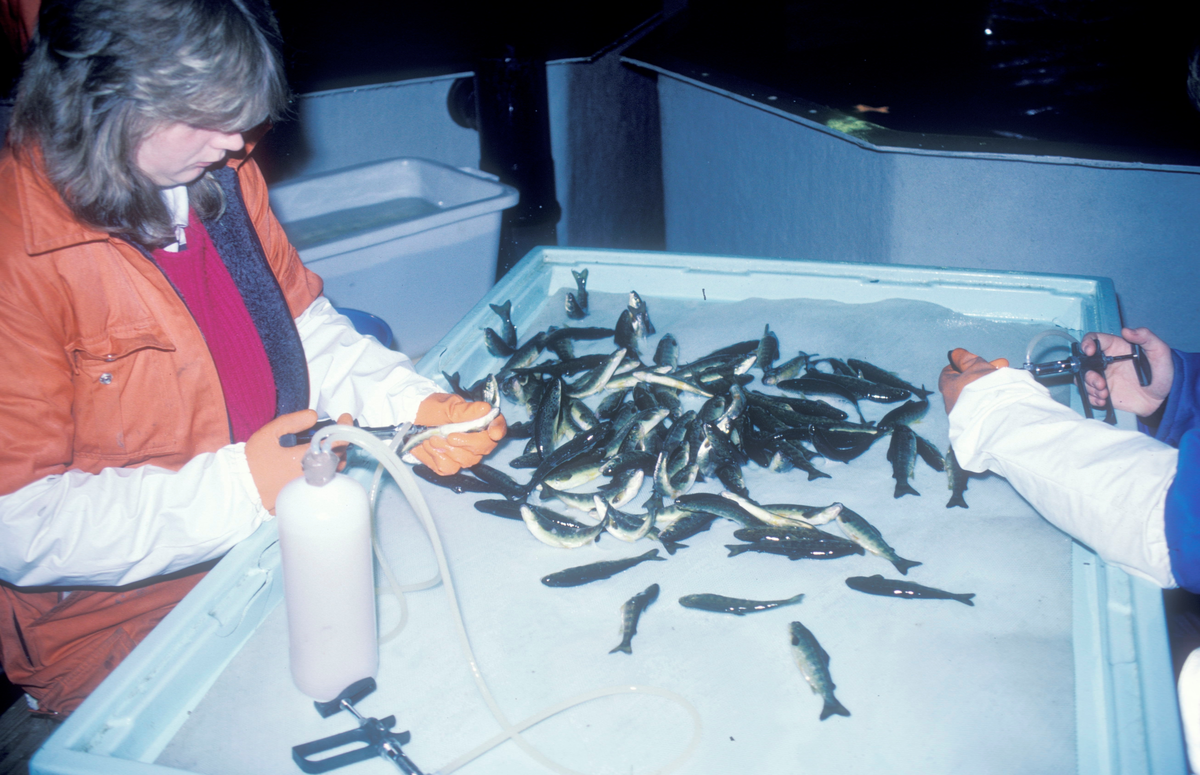 Tex-Fisk A/S. Bjugn 1987 : Vaskinering av smolt