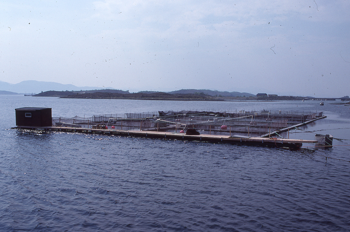 Hestvika, 1988 : Oppdrettsmerder flyter på vannet.