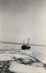 Ishavsskute i Østisen