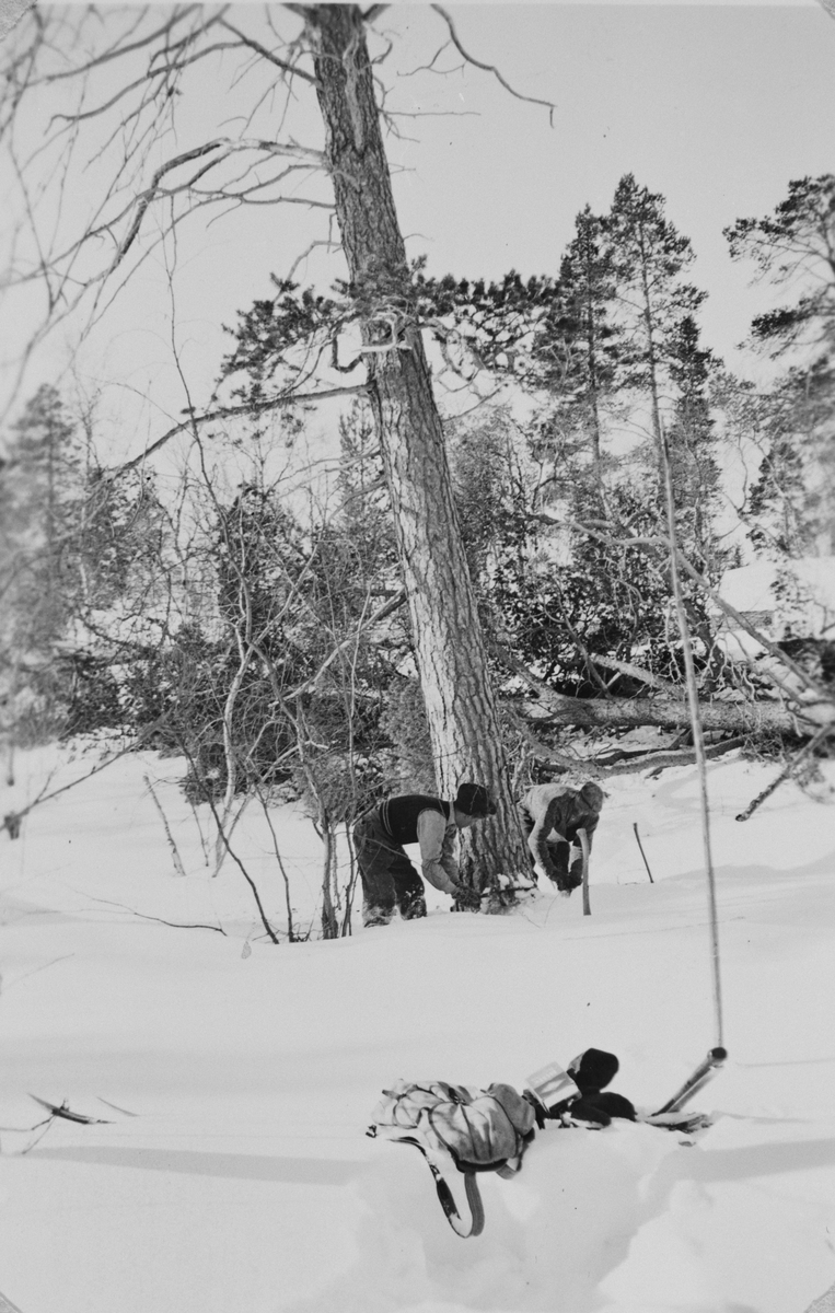 Skogsarbeid ved Håsjøen, Røros. To tømmerhoggere feller et tre med stokksag