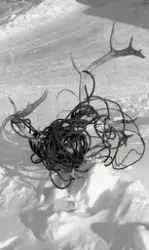 Reinsdyrs-gevir innsurret i wire. Utstilt ved brakke 101 i N
