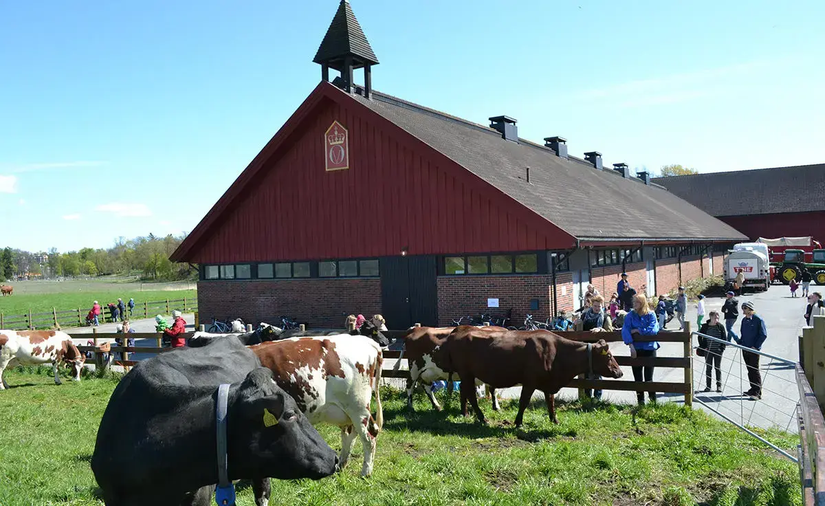 Låven på Bygdø Kongsgård med kuer og publikum utenfor. 