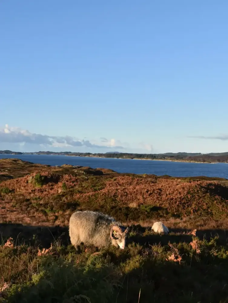 Sau som beiter i lynghei mot blå himmel og blå fjord