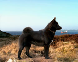 Eg vil ha ein hund, voff, voff -eller hunden som stridbart s