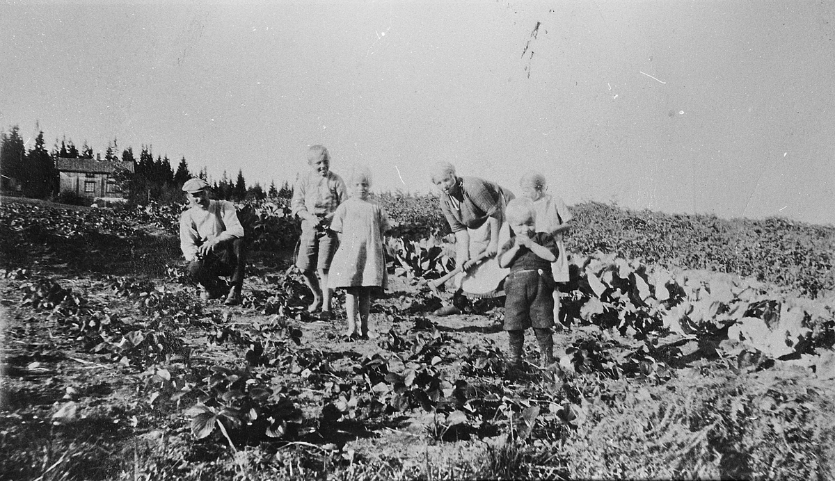 Arbeid i åkeren. Granli i Feiring, 1927. Høsting av grønnsaker.