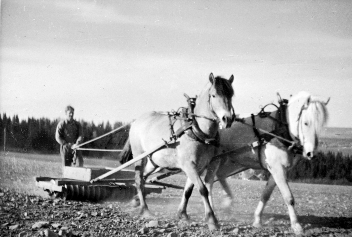 Våronn i Lodviken, Helgøya. Tromler med hestene Ole og Ola Nils.