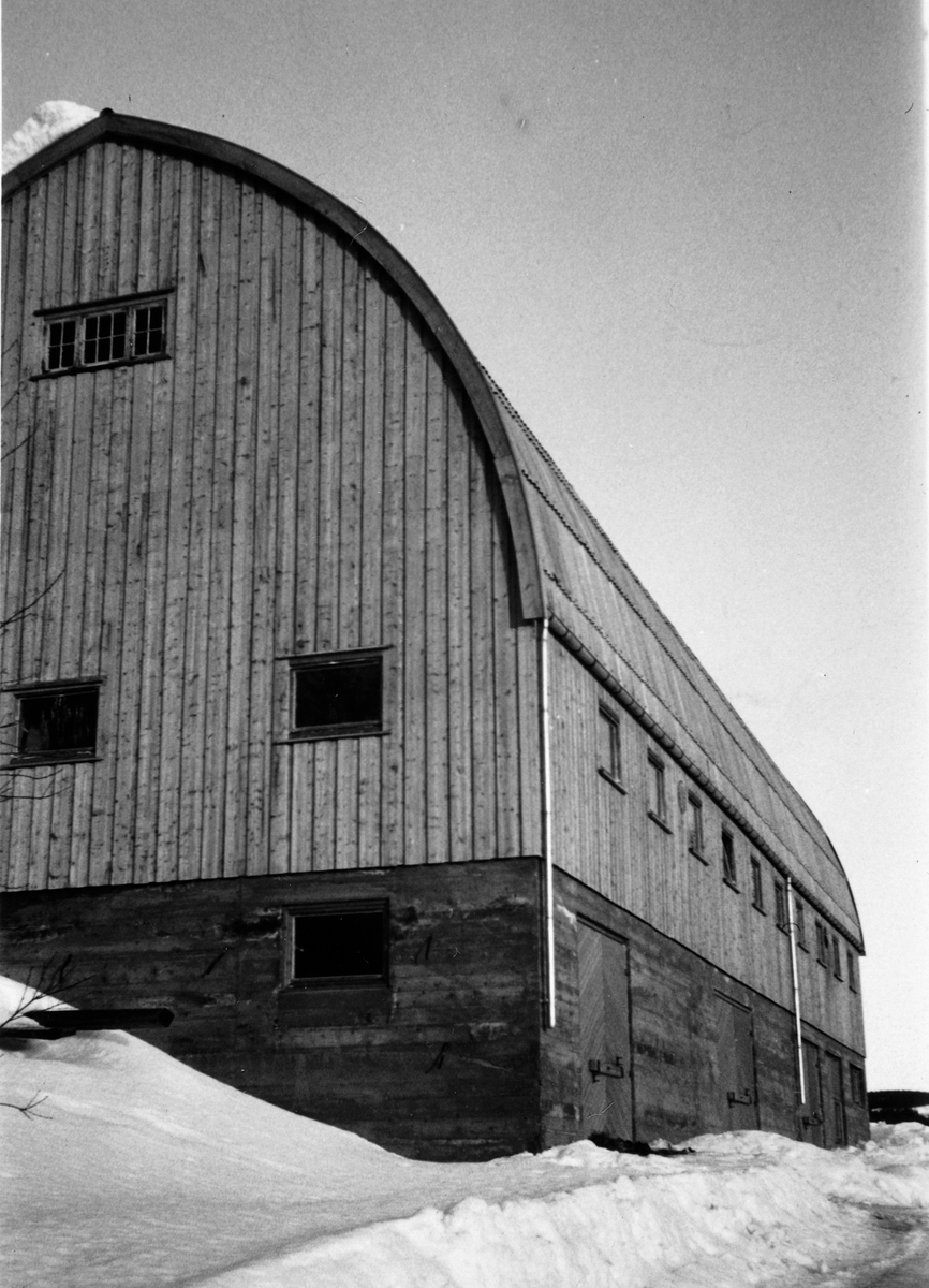 Flunkende ny låve i Medlien gård, Næroset, Ringsaker i 1960. Spesielle buede åser fra Moelven Laminator (senere limtre). Et stolt landemerke i bygden.
