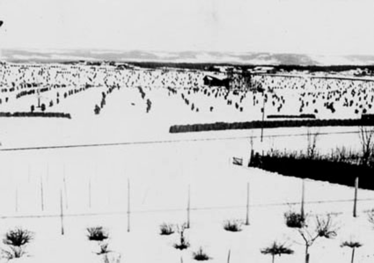 Stange, jordbrukslandskap, uåret 1907 med tidlig snø, kornavlingene ble ødelagt, gården Lindstadgårdene, "sabbåret"