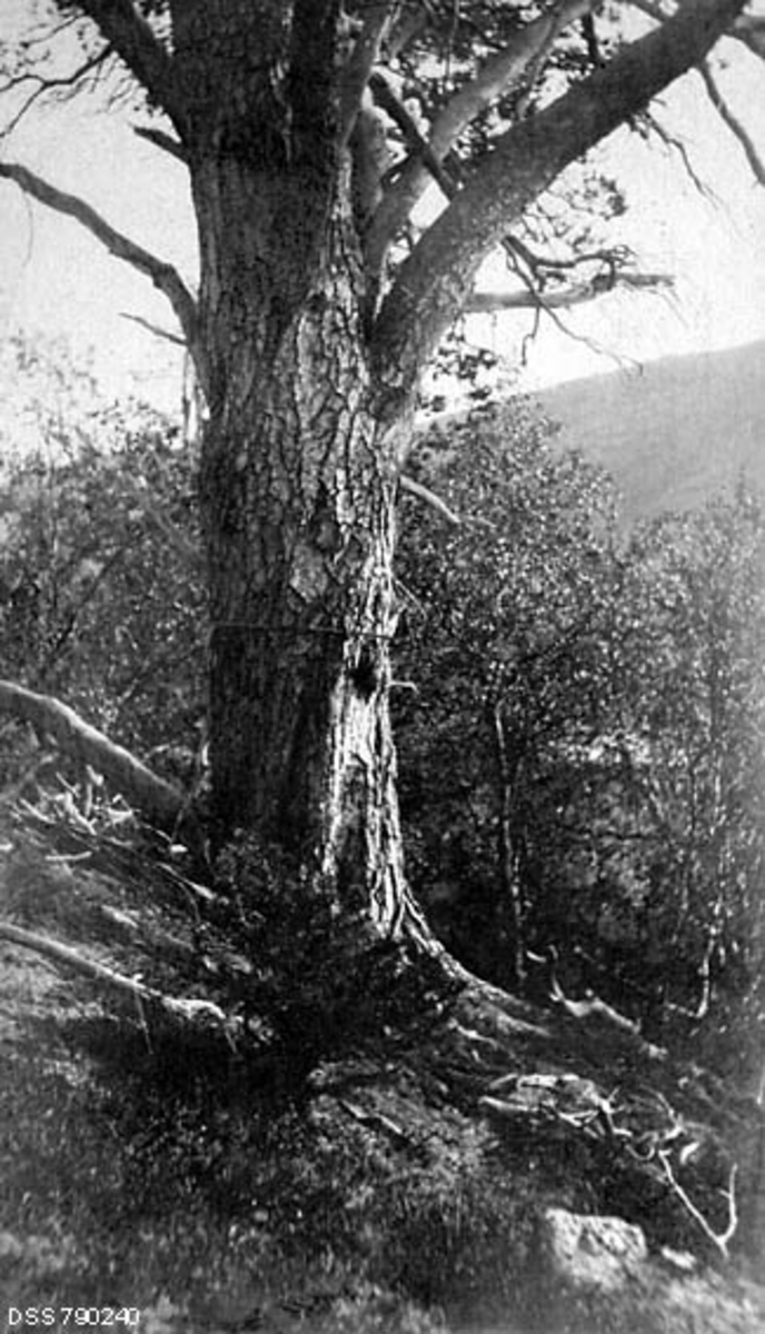 Grovstammet og grovkvistet furutre i Tana i Finnmark.  Treet vokser i ei forholdsvis bratt li, omgitt av bjørkeskog.  Skogfunksjonæren som tok fotografiet gjorde det åpenbart fordi at trær av slike dimensjoner var uvanlige i Øst-Finnmark.  I en kommentartekst til fotografiet på et kartotekkort i den statlige skogetatens arkiv fortelles det at dette treet ble kalt «Aile-Jon-furua».  Treet sto ved Igajoks utløåp i Tanaelva, cirka 120 meter over havet.  Fotografen hadde målt diameteren i brysthøyde til 1,3 meter.  Den grove rotstokken delte seg cirka 5,5 meter over bakken i to noenlunde jevnstore toppgreiner.


I mai 2015 mottok Norsk Skogmuseum følgende kommentar til dette fotografiet fra Kjell M. Sarre i Karasjok:

«Denne furua står ganske oppi ei li langt oppe i Tana. Store deler av toppene er ramlet ned for lenge siden. Noen av sidegreinene kan ha rukket mange meter ut til sidene. Det har også vært kuttet av deler, etter sigende av folk fra den finske siden. Når en ser bort fra topper som har ramlet ned for kanskje flere hundre år siden og de sidegrenene som fremdeles er igjen, er selve hovedstokken løst anslått ca 5 kubikkmeter selv idag. Det fins neppe mange slik trær i Øst-Finnmark. Jeg vet ikke om det er målt ved kjerneboring, men vil iallfall strengt fraråde det. De få lokale som vet om treet er svært redd for det pga tidligere hærverk.»