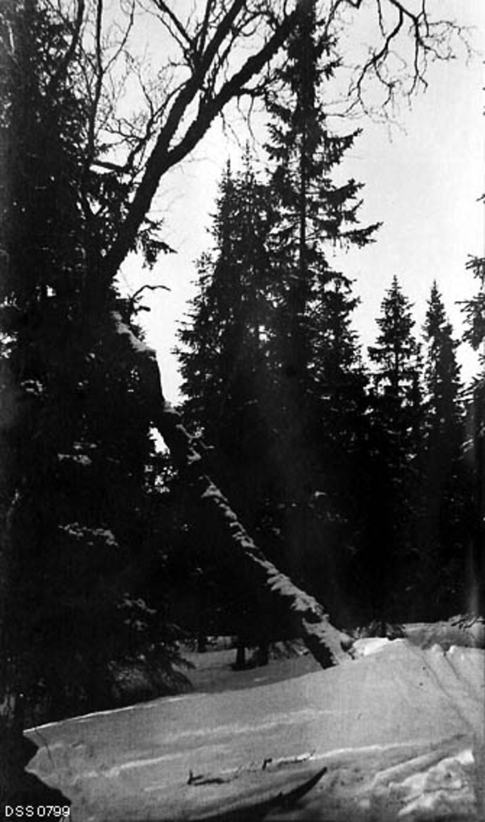 Skogbilde fra Hattfjelldal statsskoger.  Opptaket er gjort vinterstid på snødekt mark.  I forgrunnen et par gamle, skeive bjørkestammer.  Ellers domineres bestandet av gran.  I forgrunnen, ved nedre bildekant, ses et par skitupper. 