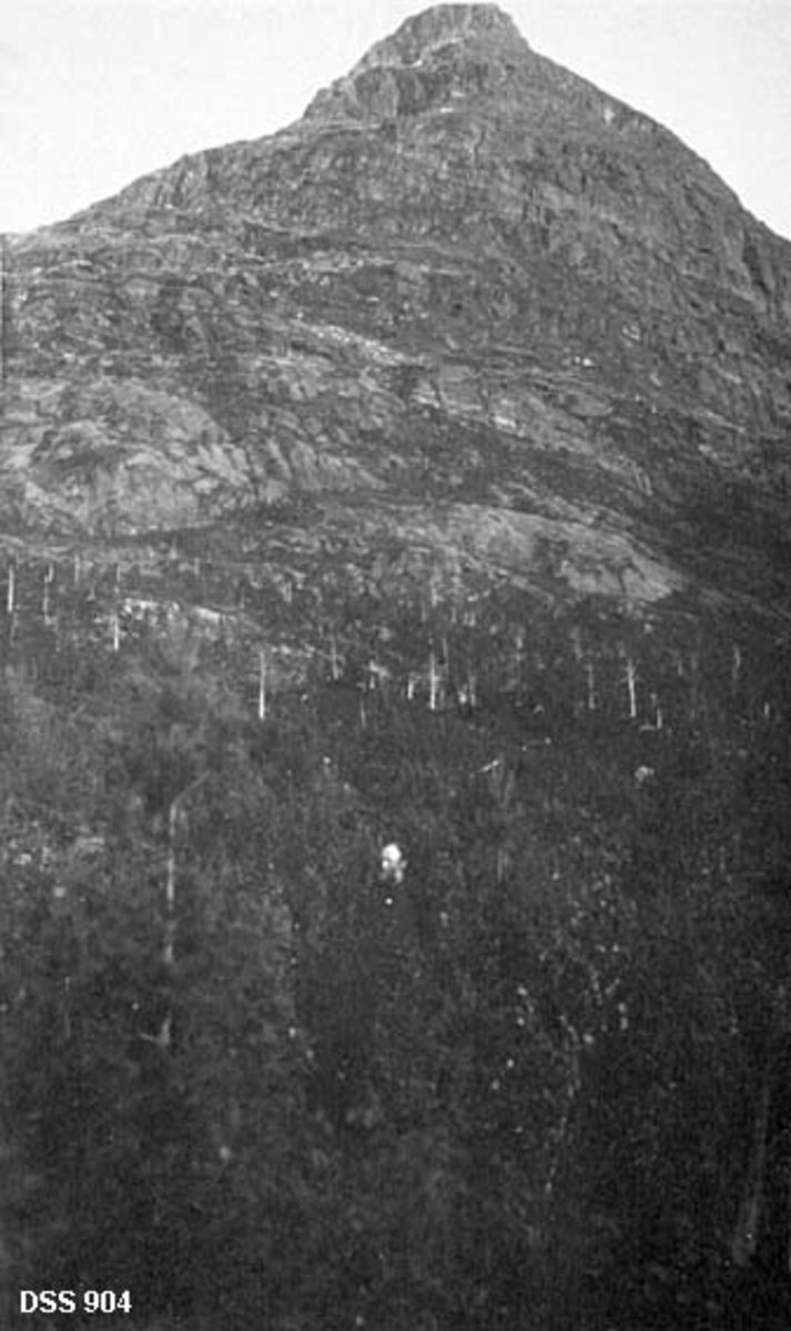 Landskap ved Storvasstind i Steigen.  I forgrunnen står en mann i bjørkeskogsbeltet, den øvre delen av bildeflata viser fjelltoppen