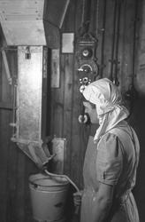 Trønderfrukt på Røra