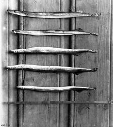 Fire eksemplarer av fiskearten elveniauge (Lampetra fluviati