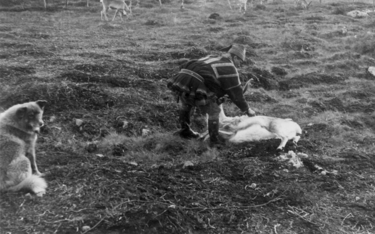 Hårmerking av et reinsdyr på samleplassen. Øksfjordeidet 1953.
