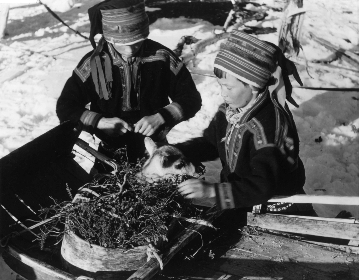 Antakelig Johan Mattis Pentha, Jo-Matti. To barn med nyfødt reinsdyrkalv i en boks med kvist og lav. Fra filmen "Same Jakki" av Per Høst, 1957. Kautokeino.
