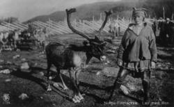 Same med reinsdyr, Finnmark. Skigard, flere reinsdyr.