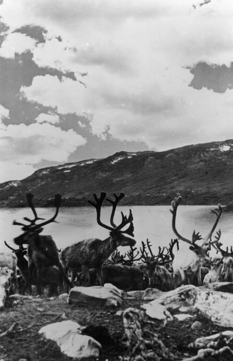 Reinsdyrflokk i et dalføre i det vestlige Norge.Tekst på bildets bakside: Norge har enda en nokså stor bestand av reinsdyr. I 1939 regnet en at det var ca. 130 000 reinsdyr igjen i Norge.