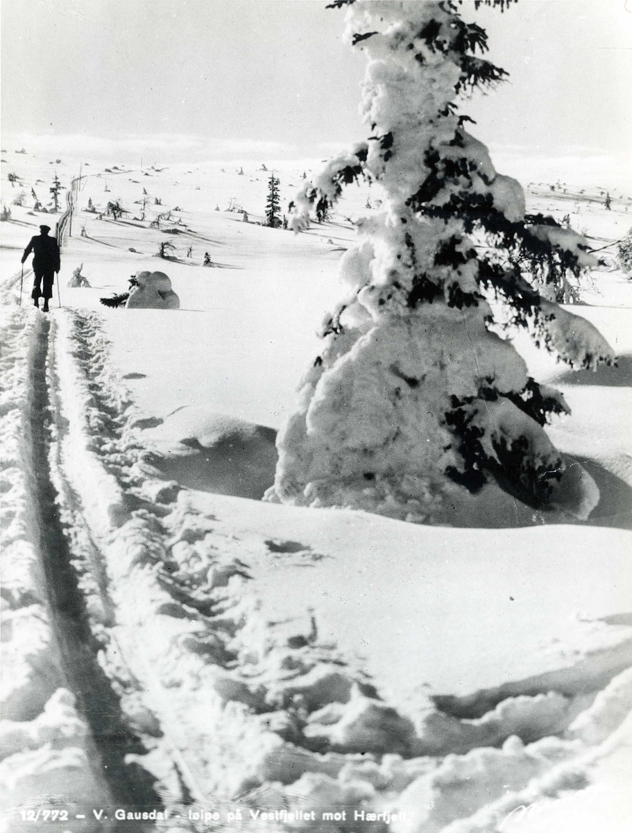 Avfotografert postkort. En enslig skiløper i merket løype på Vestfjellet mot Hærfjell. I forgrunnen en snøtung gran.