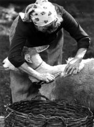 Demonstrasjon av saueklipping på Norsk Folkemuseum.  9. sept