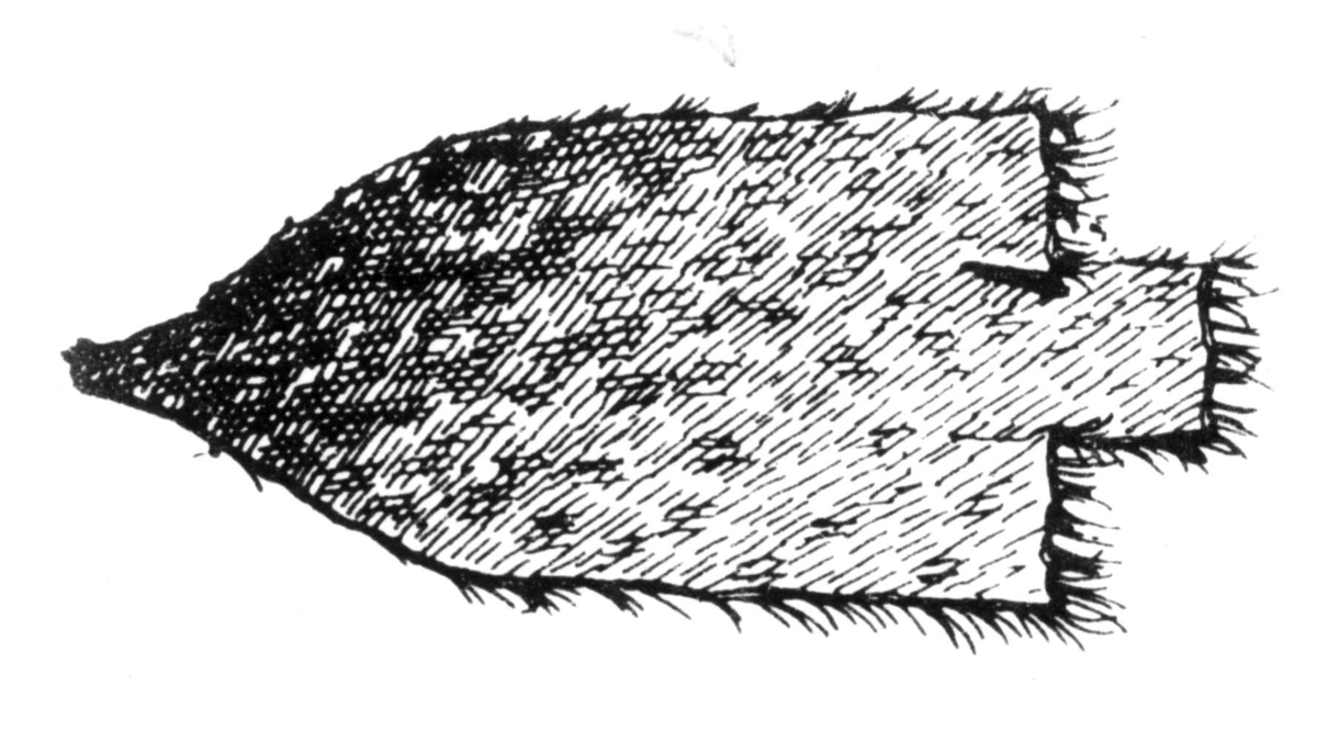 Tegning av spydspiss brukt i forbindelse med fangst av småhval. Illustrasjon fra:  Acta Borealia B. Humaniora nr. 16, Tromsø Museum 1979. Fra Larsen, Anders: Om sjøsamene.