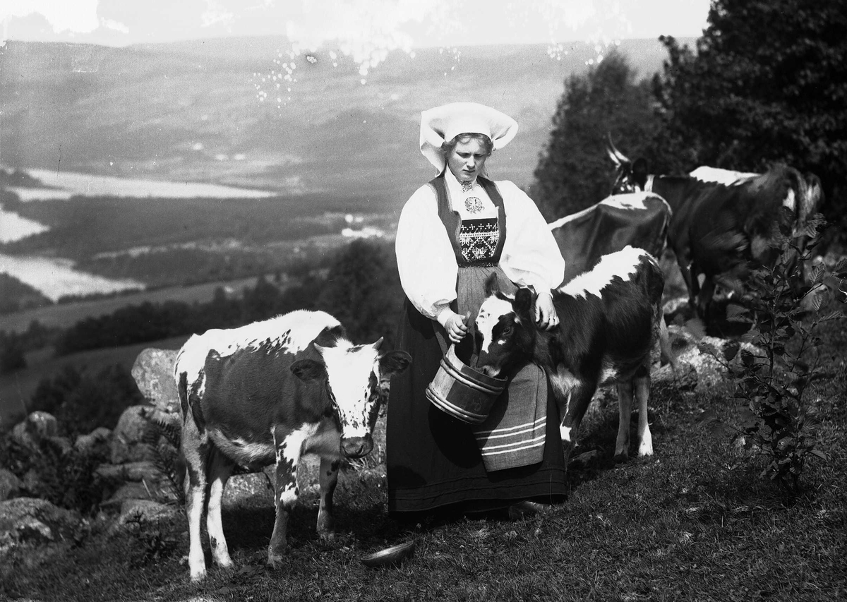 Kvinne i nasjonaldrakt klapper kalv som spiser av bøtte hun holder. En kalv står ved siden av og to kuer bak henne. Fjell og fjord i bakgrunnen.