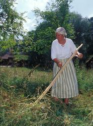 Høying i friluftsmuseet. Kvinnelig vert i drakt raker høyet 