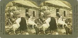 Milking the Goats on a Mountain Saeter, Hardanger Fjord, Nor