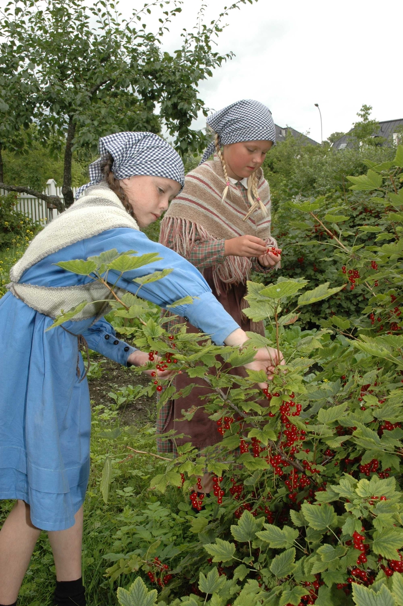 Levendegjøring på museum.
Ferieskolen uke 31 i 2005. To jenter plukker rips. 
Norsk Folkemuseum, Bygdøy.