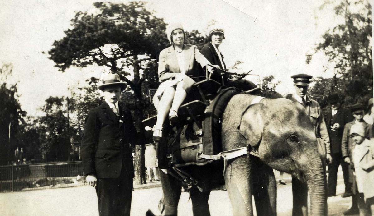 To kvinner rir på en elefantunge, Trolig på Skansen i Stockholm. 1930.