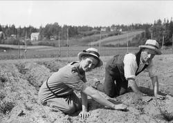 Juni 1925.  Dordi Arentz og Kolbeinstvet luker gulrøtter.