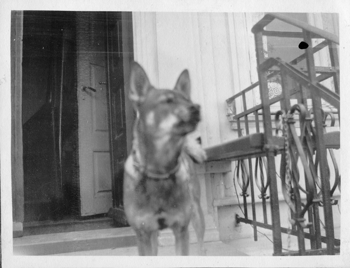 Hund på trapp foran inngangsdør. Fra bildeserie tatt på reise langs kysten av Norge i 1926.