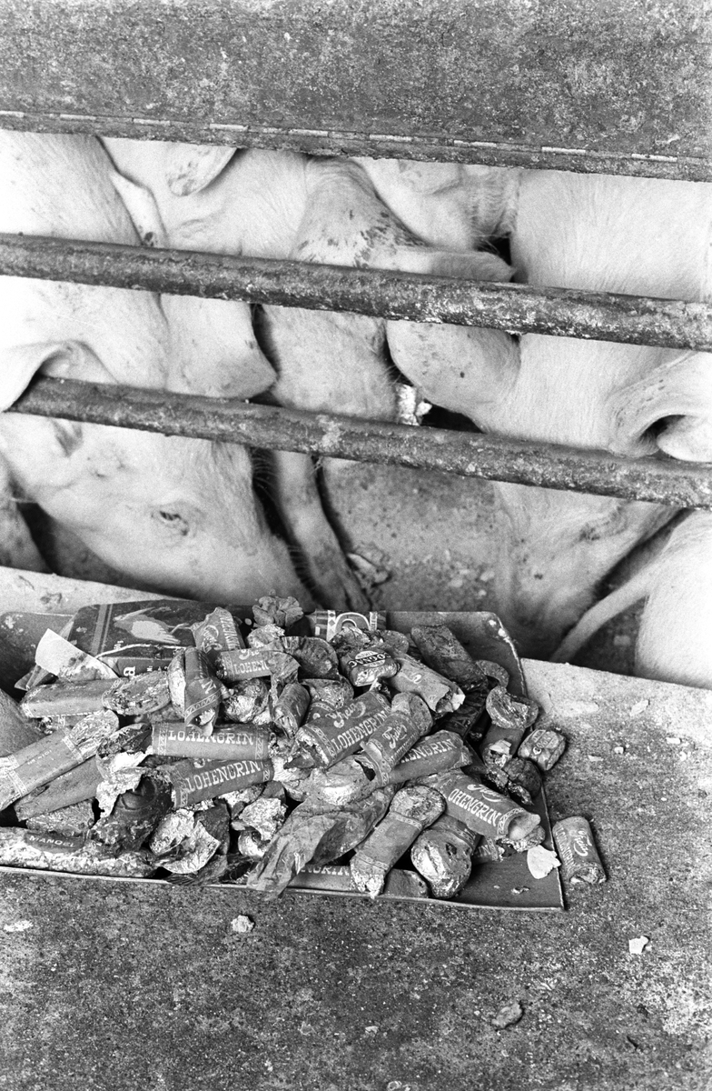 En spade med sjokoladen Lohengrin, pastillesken PP etc. fra Freia blir tilbudt grisene på Bleiker gård i Asker 9. desember 1961.