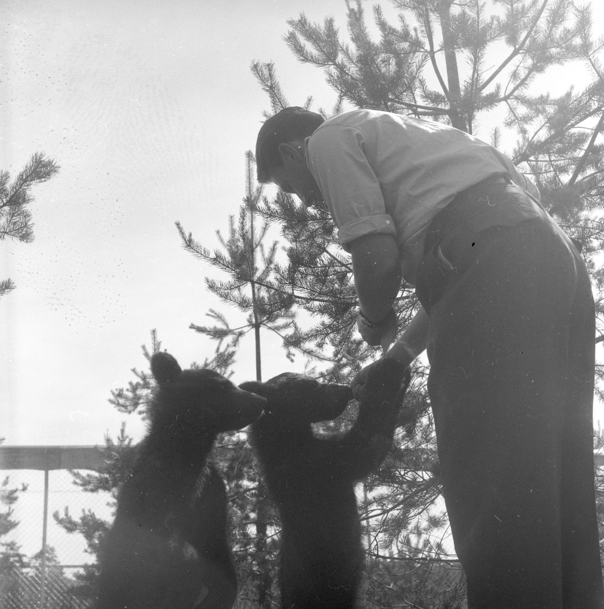 To bjørnunger som mates i dyrepark i Skien.
Fotografert 1958.