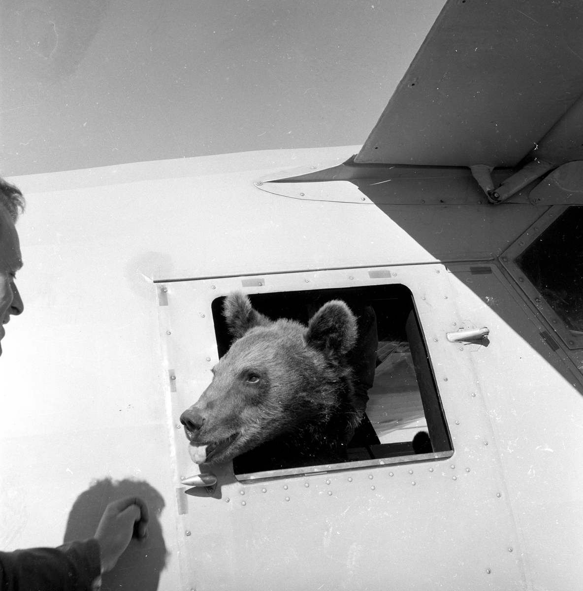 Bjørn i fly på Ekeberg.
Fotografert 1959.