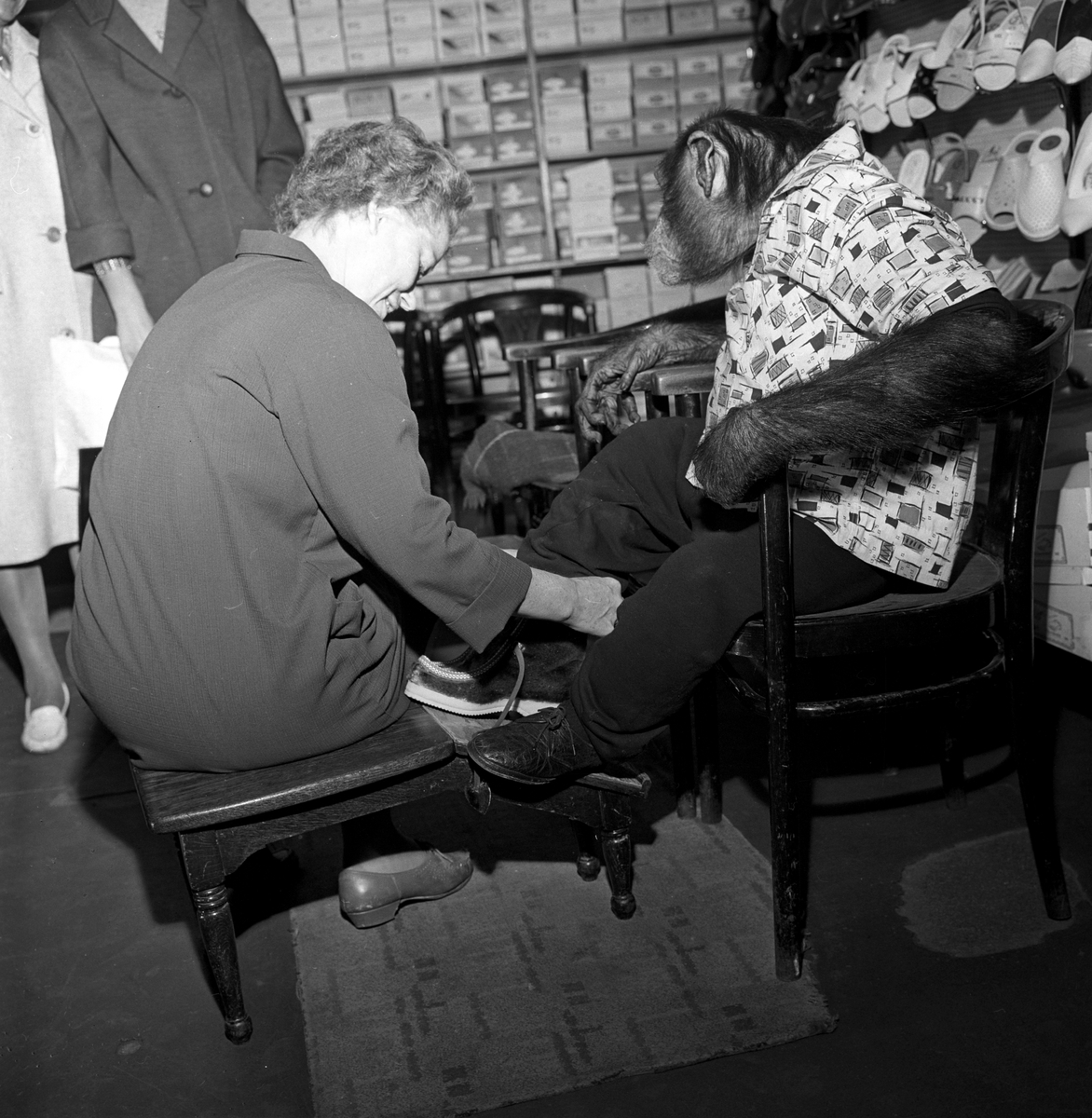 Apekatt på besøk i skobutikk.
Fotografert 1965.