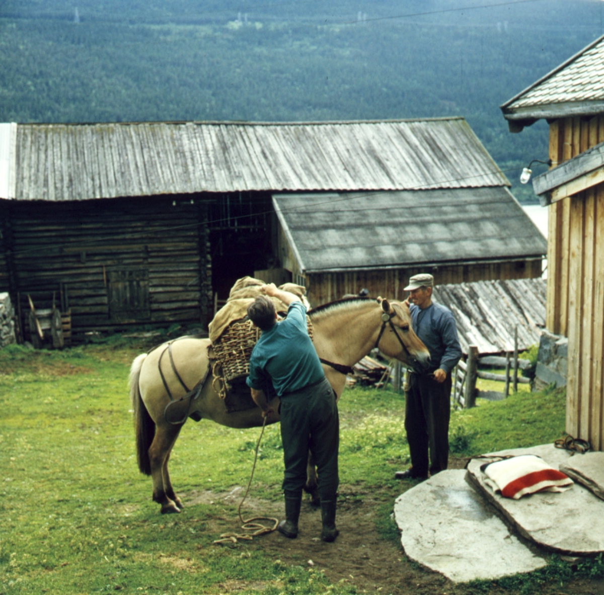 Buføring hos Eilif Hefte i Ål i Hallingdal, 1963. Mann lesser kurver opp på en hest.
