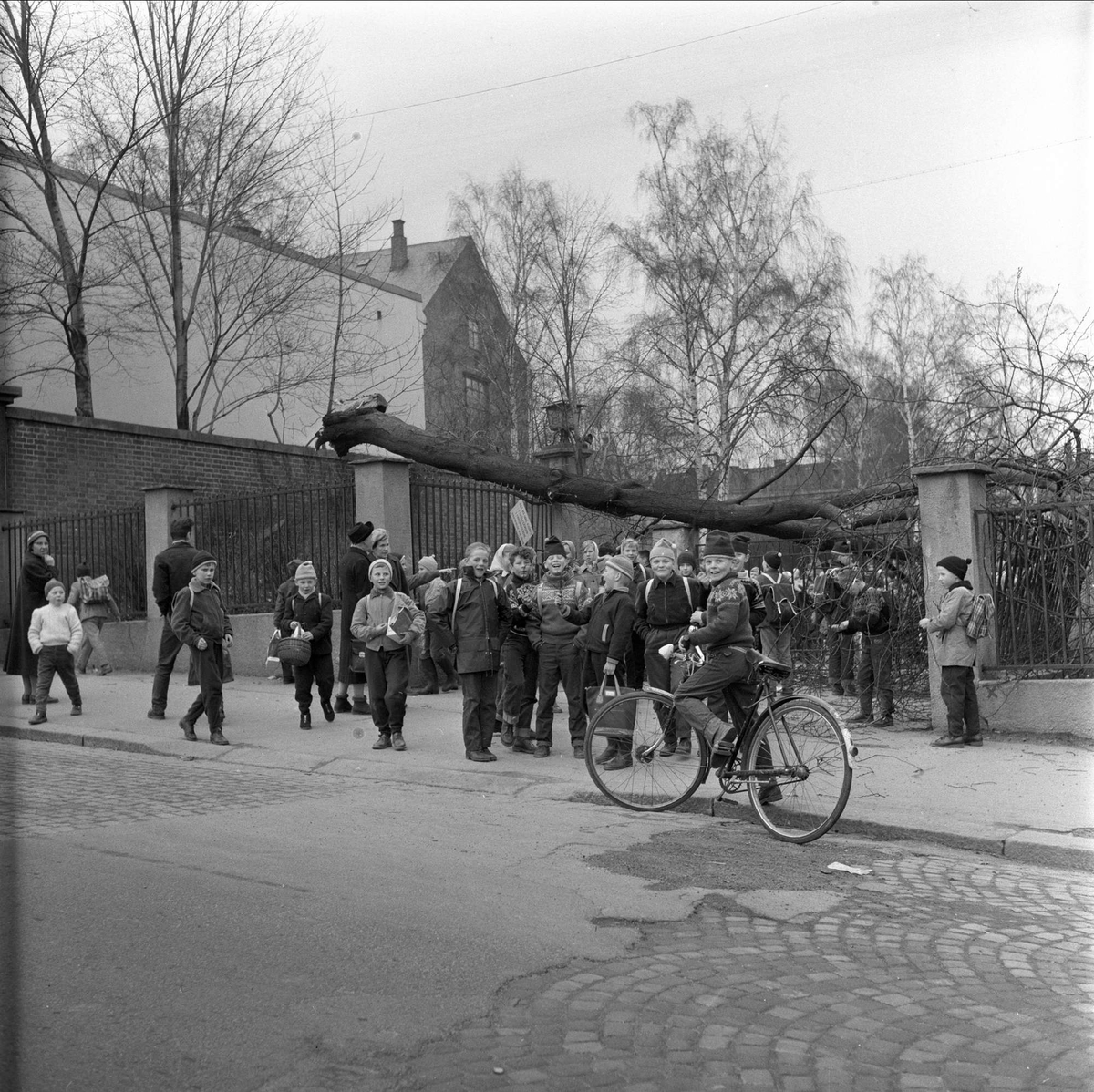 Sagene skole, trefall i skolegården, Oslo, 10.04.1959.