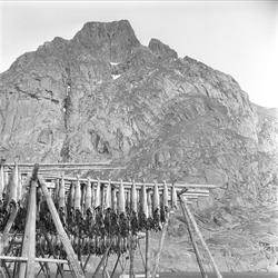 Lofoten, Nordland, april 1963. Fiskehjell.