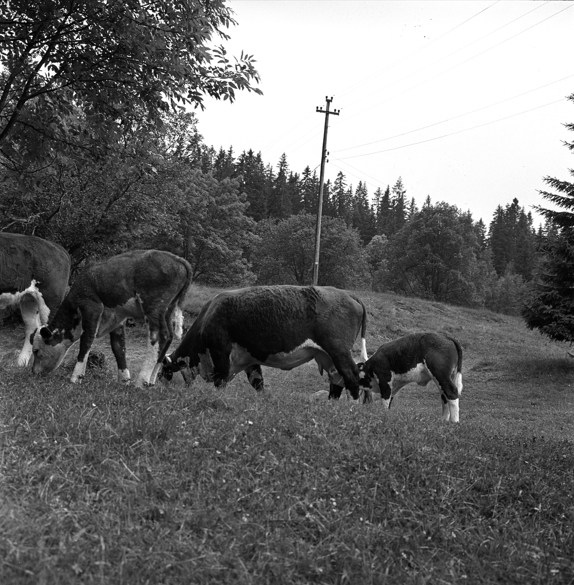 Ullevålseter, Oslo, 18.07.1964. Kuer og kalver på beite.