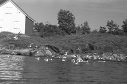 Lyngør, september 1962, hus i strandkanten, måker på sjøen.