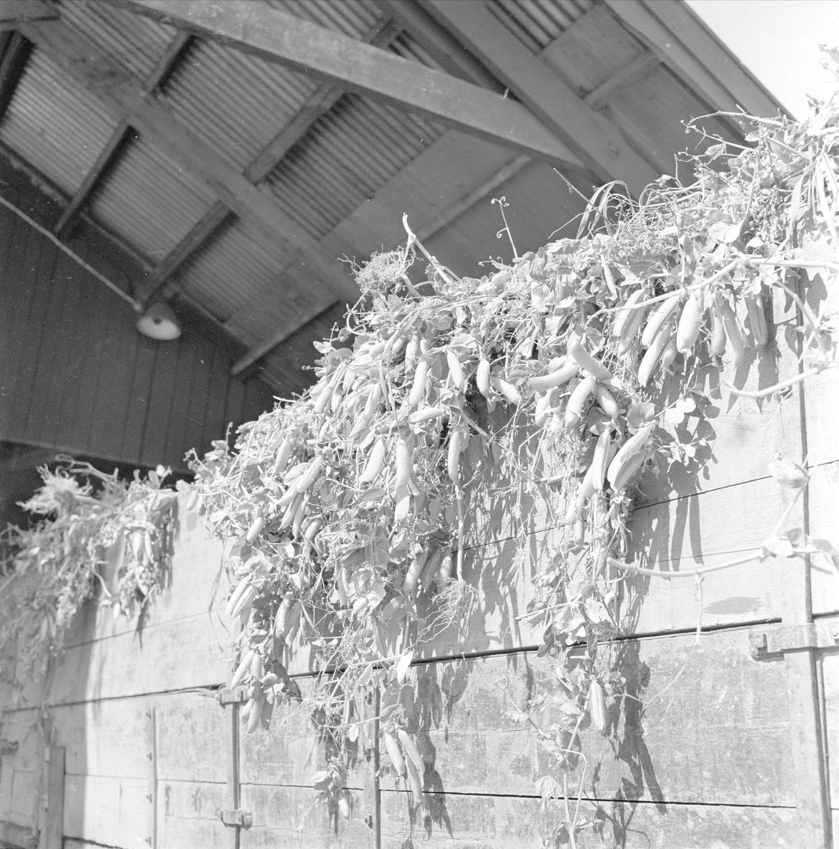 Brumunddal, august 1958, Nora Fabrikker,  produksjon, innhøsting og konservering.