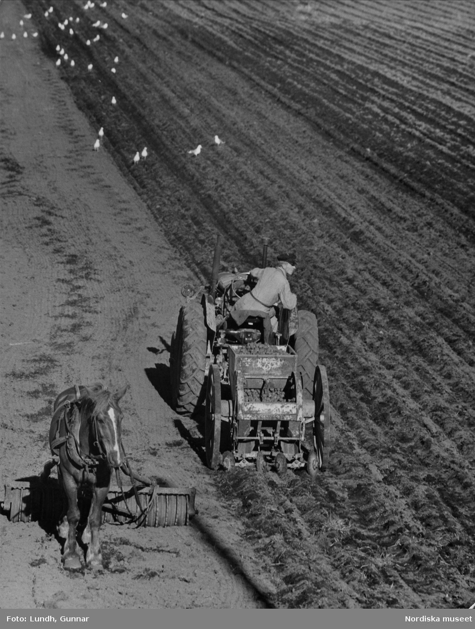 En häst är kopplad till en vält och en man som kör en traktor med en potatissättare bakom sig