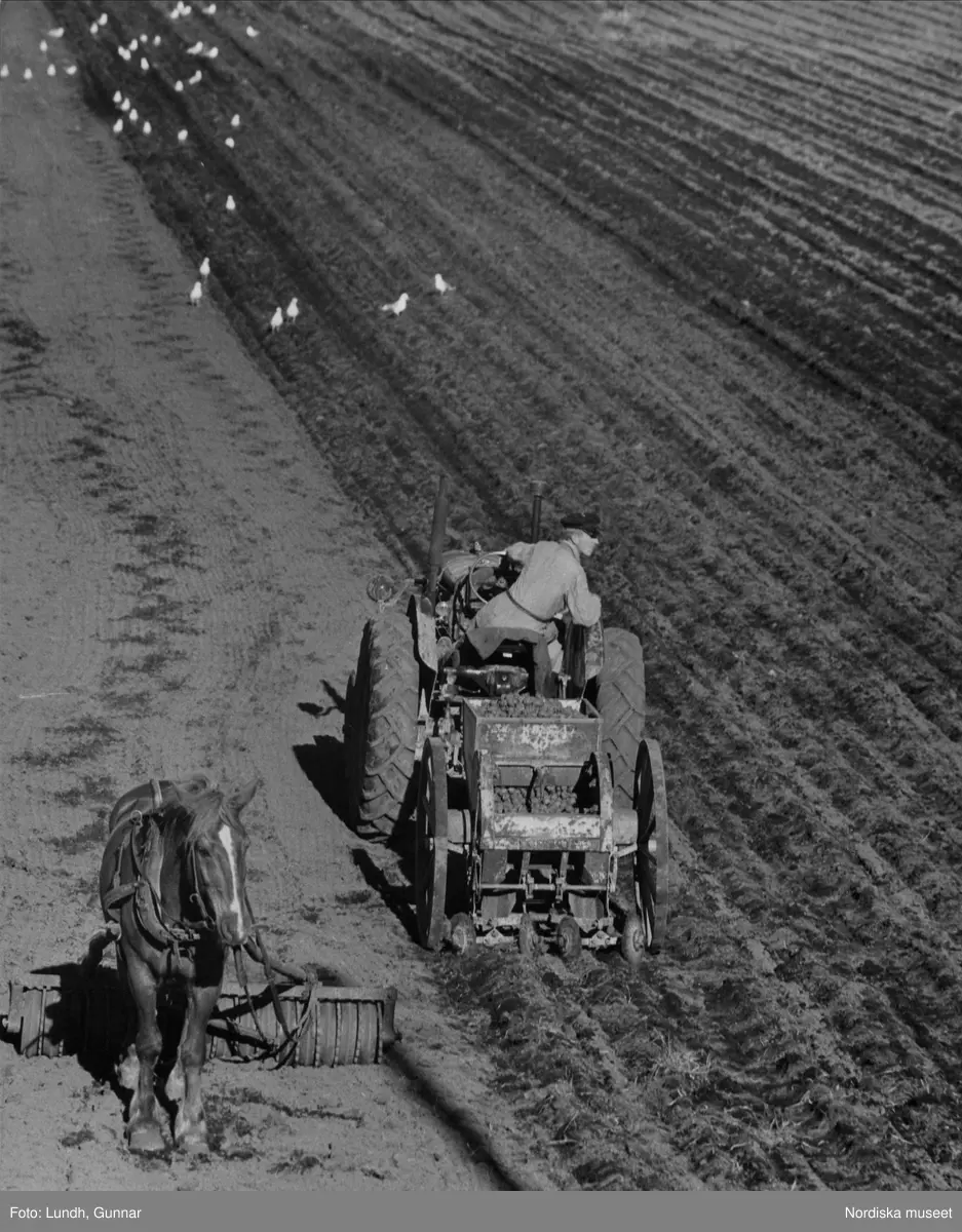 En h&auml;st &auml;r kopplad till en v&auml;lt och en man som k&ouml;r en traktor med en potatiss&auml;ttare bakom sig