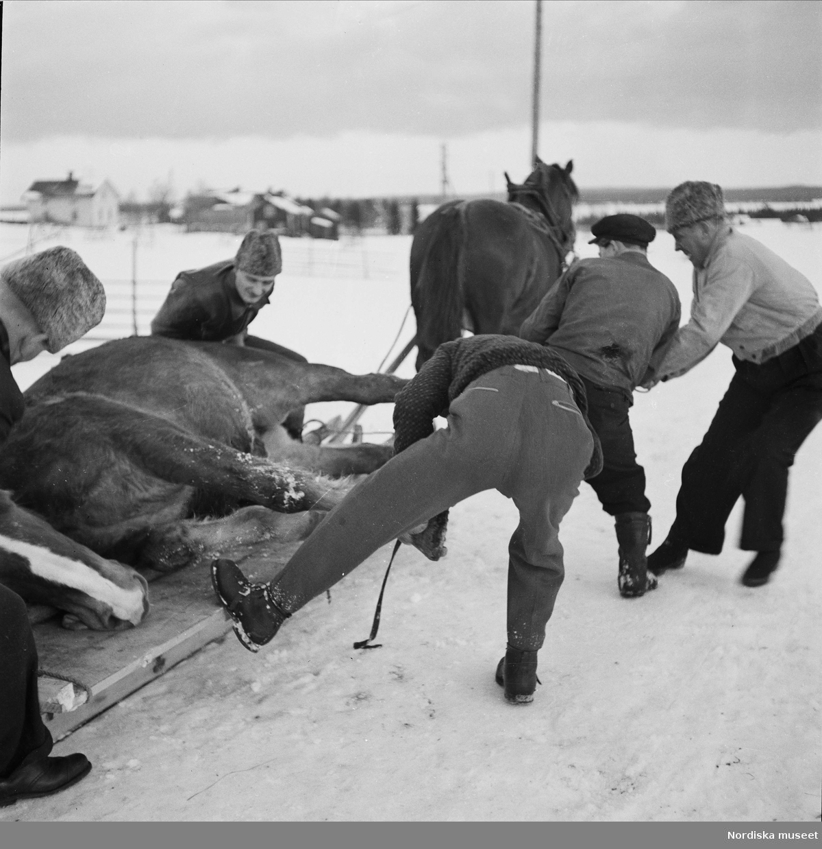 Död häst baxas upp på kälkflak. "Otto Hemmingssons häst föll död ned på landsvägen i Ede". Jämtland, Hammerdals sn, Ede