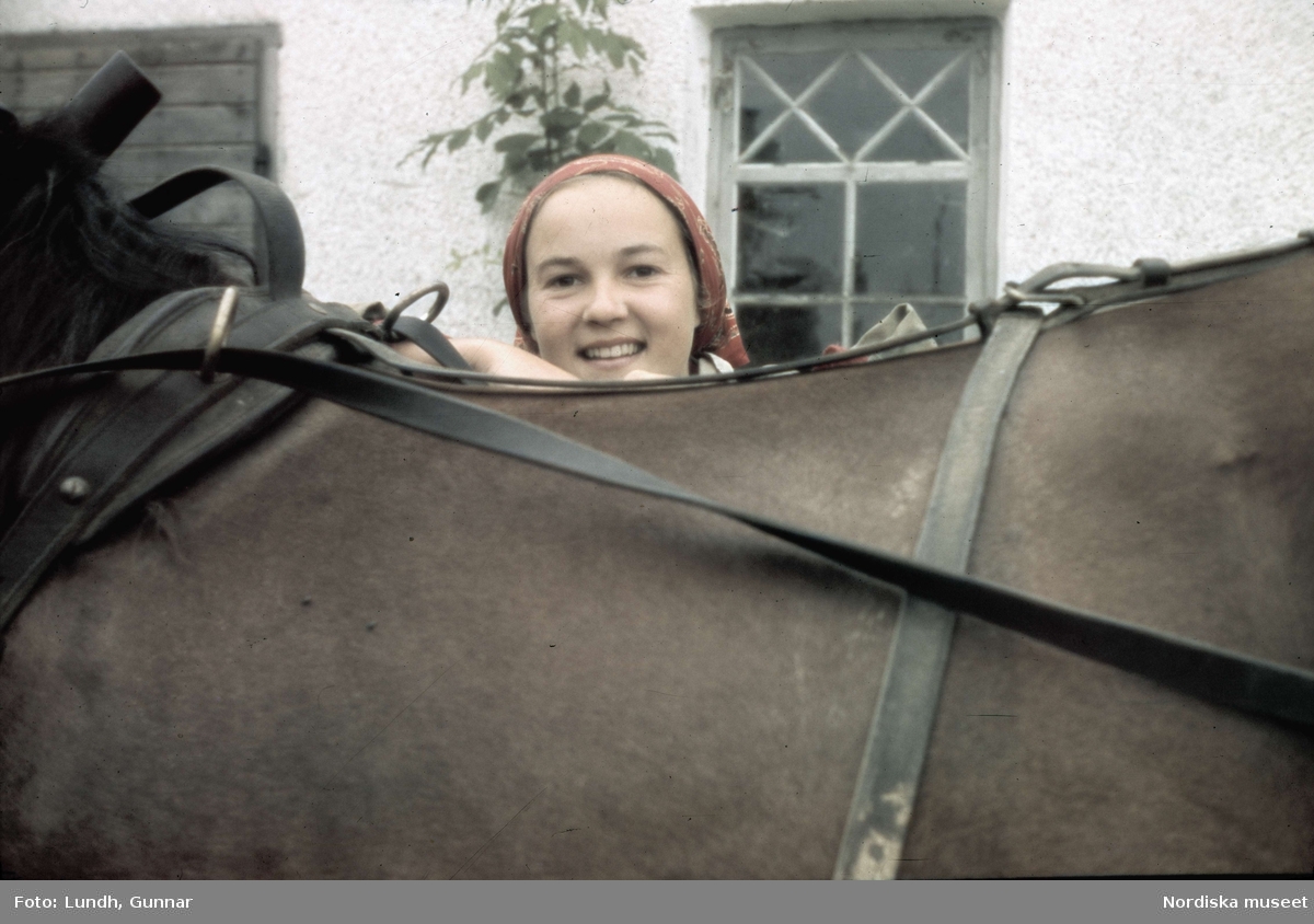 En leende flicka med schalett runt huvudet tittar fram över en hästrygg med seldon. "Märkning och premiering av Gotlandsruss på Lojstahed"