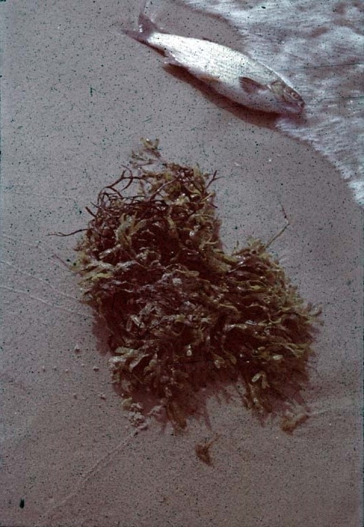 Död fisk på strand