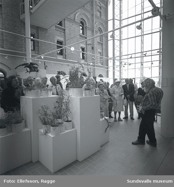 Rolf Lidberg visar en naturhistorisk utställning i Sundsvalls museums lokaler.