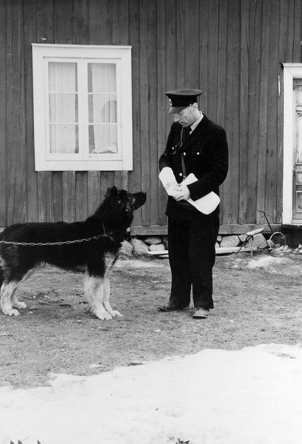 Lantbrevbärare Erik Bergman i Delsbo. Bergman med sin kraftiga trogna draghund som på vintrarna hjälper honom att dra sitt stora lass med post.

Foto april 1955.