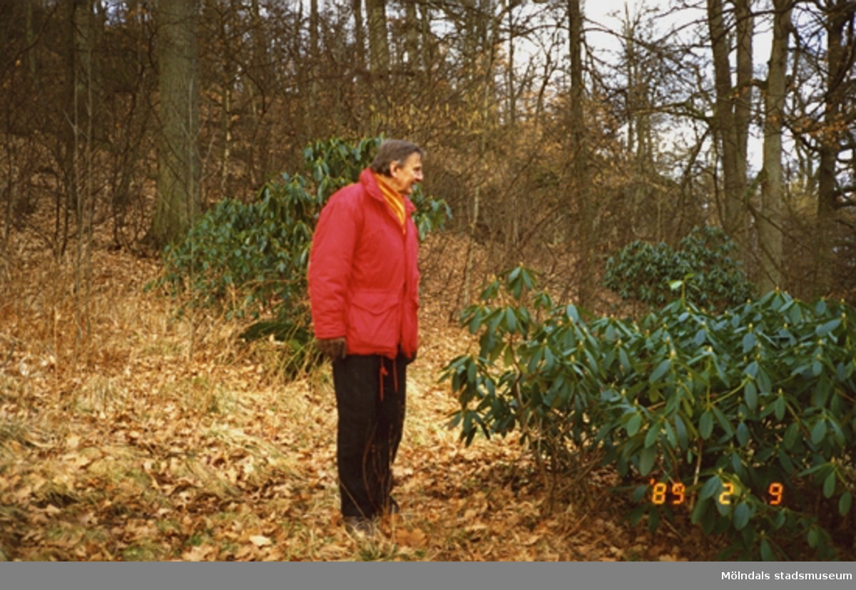 En man, iklädd röd jacka och svarta byxor, tittar på en rhododendronbuske. På marken ligger fallna löv och i bakgrunden ser man skog.
