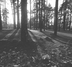 Arkeologi, gravhaug, park,